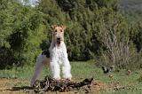 FOX TERRIER 228